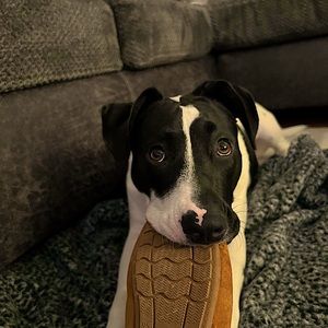 Meet your Posher, Jillian